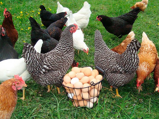 Содержание кур и уход за ними | ЗооТом - продажа, вязка и услуги для животных в Адыгейске