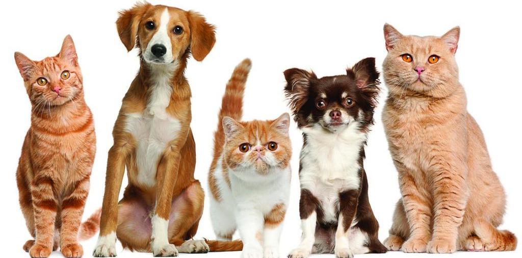 Доска объявлений о животных | ЗооТом - продажа, вязка и услуги для животных в Адыгейске