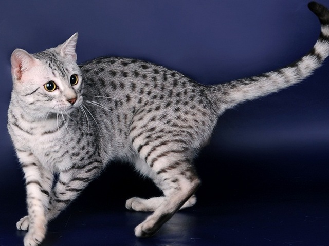 Породы кошек в Адыгейске | ЗооТом портал о животных