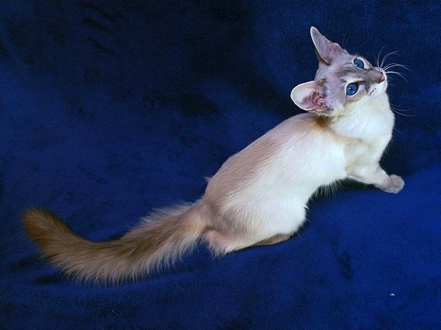 Выведенные породы кошек в Адыгейске | ЗооТом портал о животных