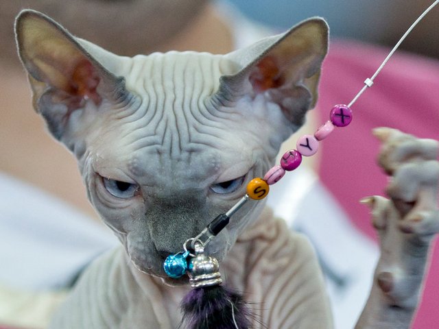 Выставки кошек в Адыгейске | ЗооТом портал о животных