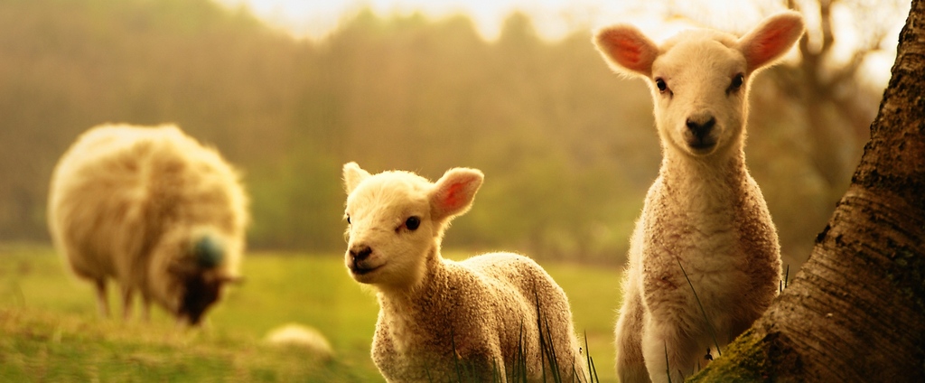 Объявления о сельскохозяйственных животных | ЗооТом - продажа, вязка и услуги для животных в Адыгейске