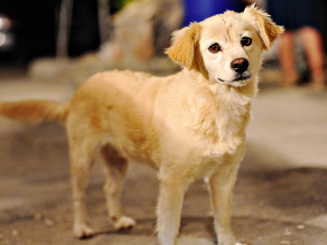 Породы собак в Адыгейске | ЗооТом портал о животных