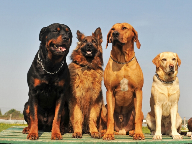 Крупные породы собак в Адыгейске | ЗооТом портал о животных
