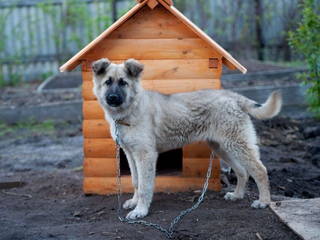 Все о собаках в Адыгейске